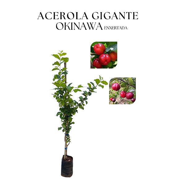 ACEROLA GIGANTE OKINAWA (Malpighia punicifolia) - Muda Enxertada com 60 cm