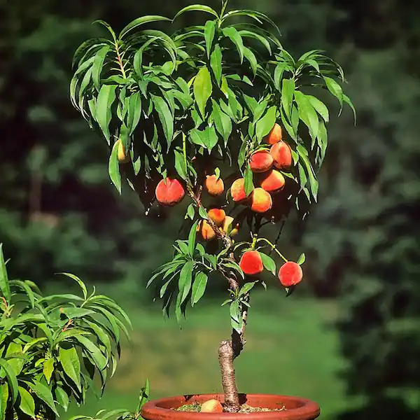 PÊSSEGO ANÃO (Prunus persica) - Muda Legítima Enxertada com 40 cm