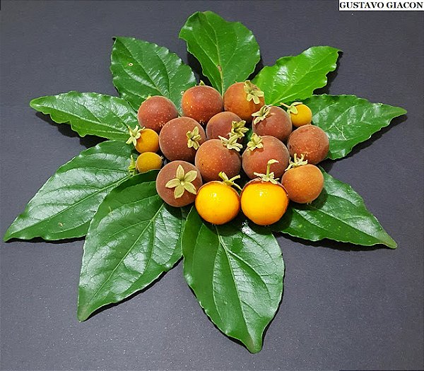 DOVYALIS DOCE SEM ESPINHO (Dovyalis spp.) - Muda de Estaca com até 70 cm