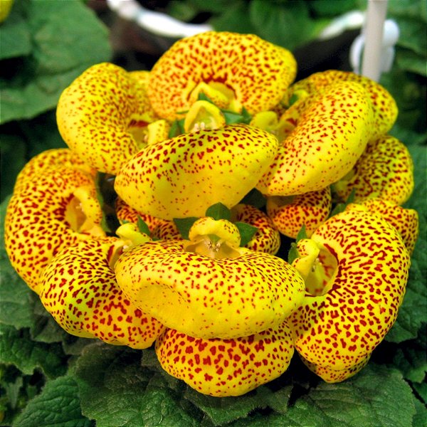 SAPATINHO DE VÊNUS (Calceolaria x herbeohybrida) - Pote 15
