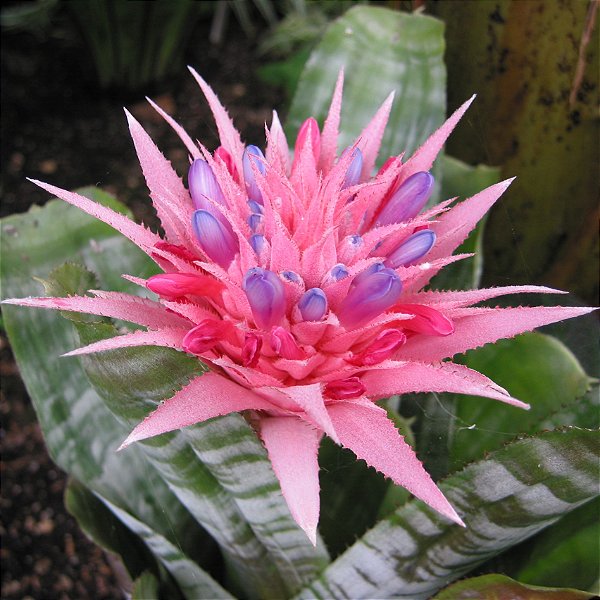 BROMÉLIA PRATEADA (Aechmea fasciata) - Pote 17