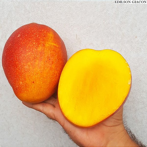 MANGA MAÇÃ (Mangifera indica) - Muda Enxertada com até 1,20m