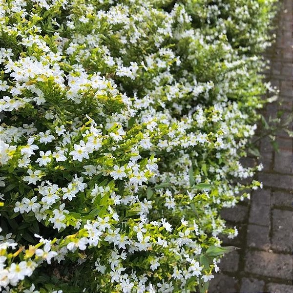 ÉRICA BRANCA (Cuphea hyssopifolia)