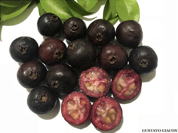 ARAÇÁ ROXO (Psidium myrtoides) - Muda com até 80 cm