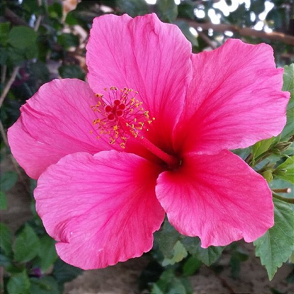 HIBISCO ROSA (Hibiscus rosa sinensis) - Muda com até 1 metro
