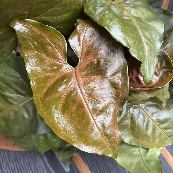 SINGÔNIO CHOCOLATE (Syngonium podophyllum 'Bronze') - Pote 11