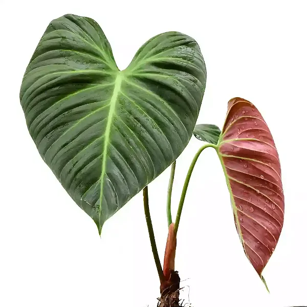 Philodendron 'El Choco Red' - P17