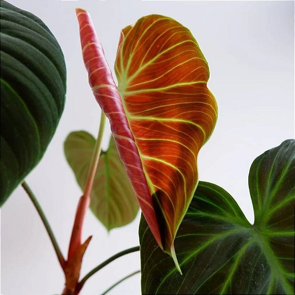 Philodendron 'El Choco Red' - P17