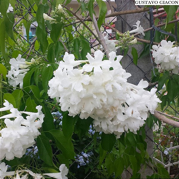 CUSPIDÁRIA ou CIPÓ BRANCO (Cuspidaria convoluta) - Muda com até 80 cm