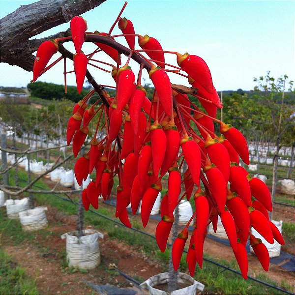 MULUNGU ou SUINÃ (Erythrina verna) - Muda com até 1 metro