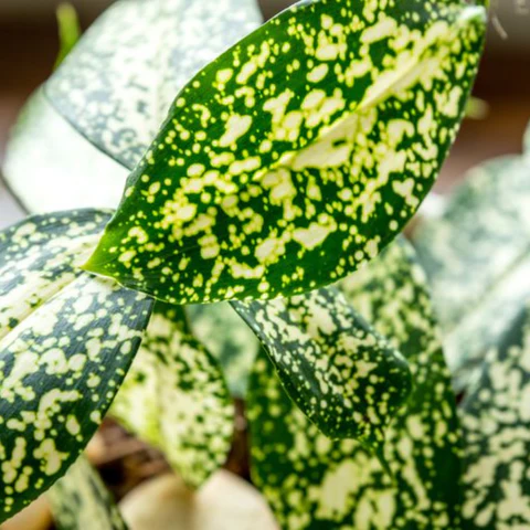 DRACENA CONFETE (Dracaena godseffiana) - Muda com 20 a 30 cm