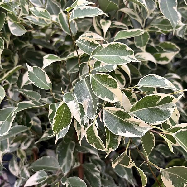 FICUS VARIEGATA TRANÇADO - Pote 20 (Ficus benjamina)