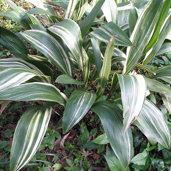 ASPIDISTRA VARIEGATA (Elatior) - Cuia 21