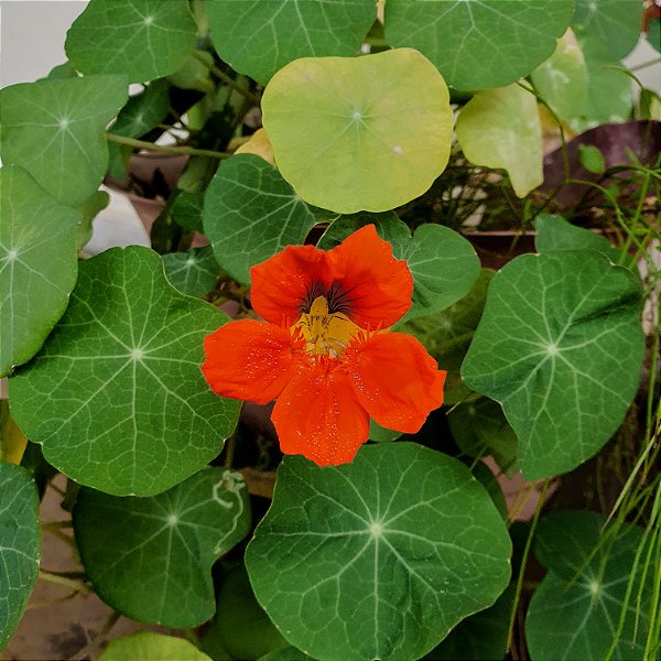 CAPUCHINHA (Tropaeolum majus)