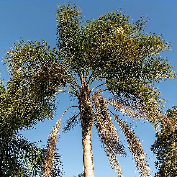 JERIVÁ (Syagrus romanzoffiana) - Muda com até 1 metro