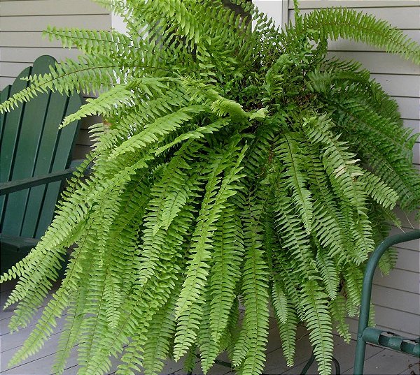 SAMAMBAIA AMERICANA (Nephrolepis exaltata) - Cuia 21