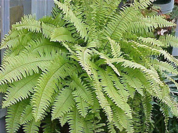 SAMAMBAIA GOLD (Nephrolepis exaltata) - C21