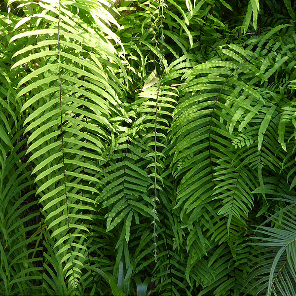 SAMAMBAIA DE METRO (Goniophlebium subauriculatum) - Cuia 21