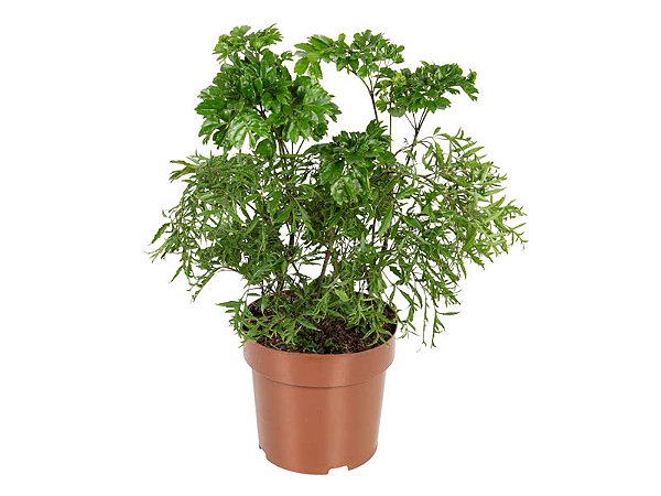 ÁRVORE DA FELICIDADE MACHO E FÊMEA - Pote 11