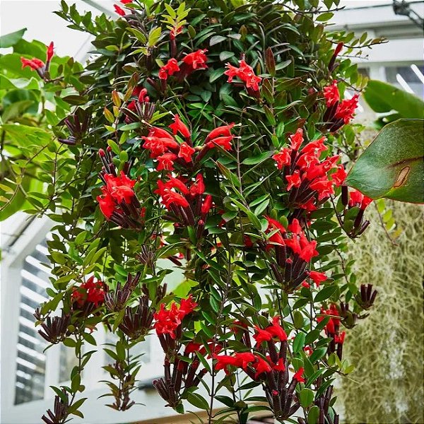 COLUMÉIA BATOM (Aeschynanthus pulcher) - Cuia 21