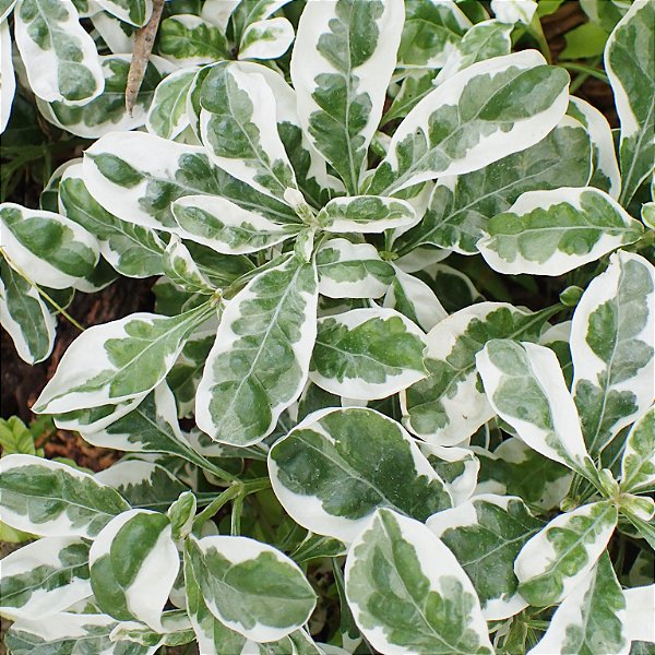 PERIQUITO VARIEGATA (Alternanthera ficoidea 'White Carpet') - Pote 9