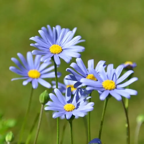 MARGARIDA AZUL (Felicia amelloides)