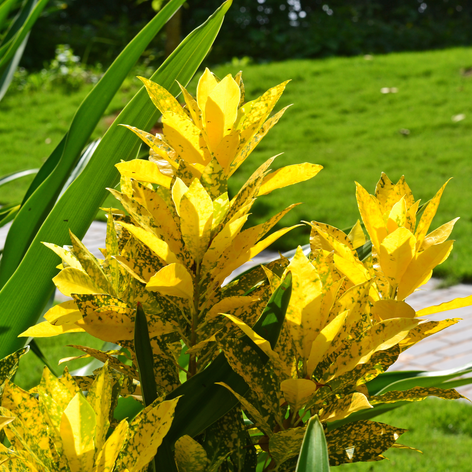 CRÓTON BRASILEIRO (Codiaeum variegatum) - Pote 11