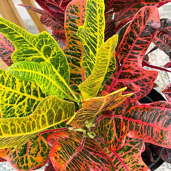 CRÓTON HÍBRIDO EXCELLENCE - Pote 11