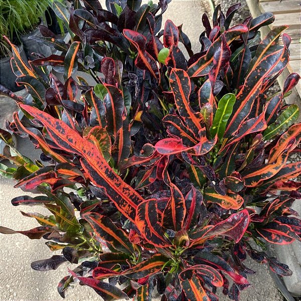 CRÓTON MAMMY - Pote 11