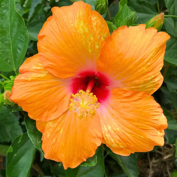 HIBISCO LARANJA (Hibiscus rosa-sinensis) - Muda com até 70 cm