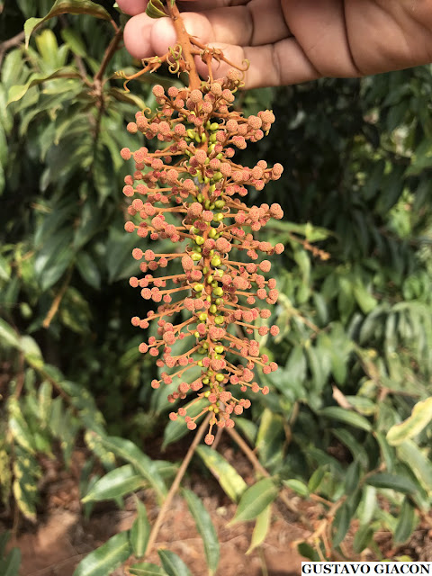MAMONINHA DO CAMPO ou CANUDO DE PITO (Mabea fistulifera) - Muda com 30 a 40cm