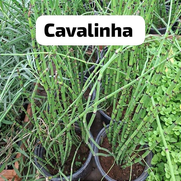 CAVALINHA (Equisetum) - Pote 15 - Rebrotar Plantas