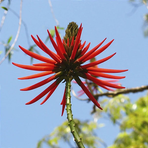 MULUNGU DO LITORAL (Erythrina speciosa) - Muda com até 70 cm