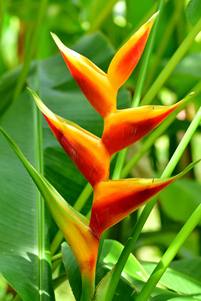 PÁSSARO DE FOGO ou Heliconia bihai - Muda com até 80 cm
