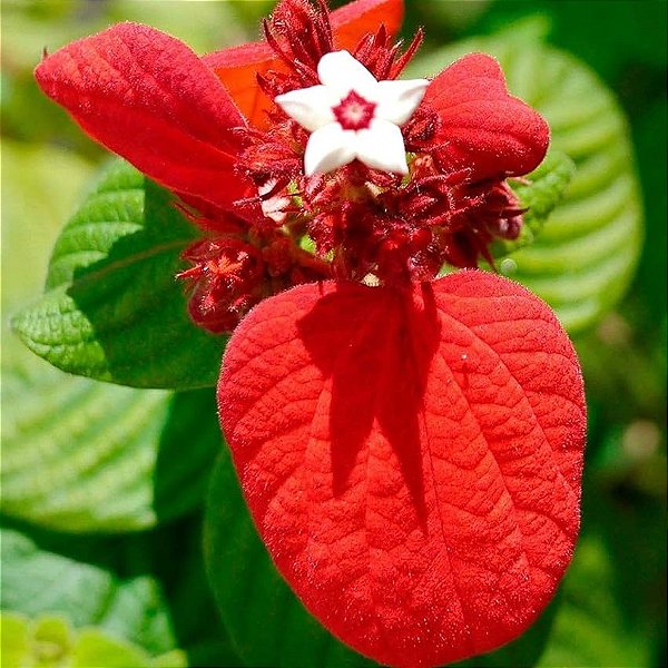 MUSSAENDA VERMELHA (Mussaenda erythrophylla) - Muda com até 70 cm