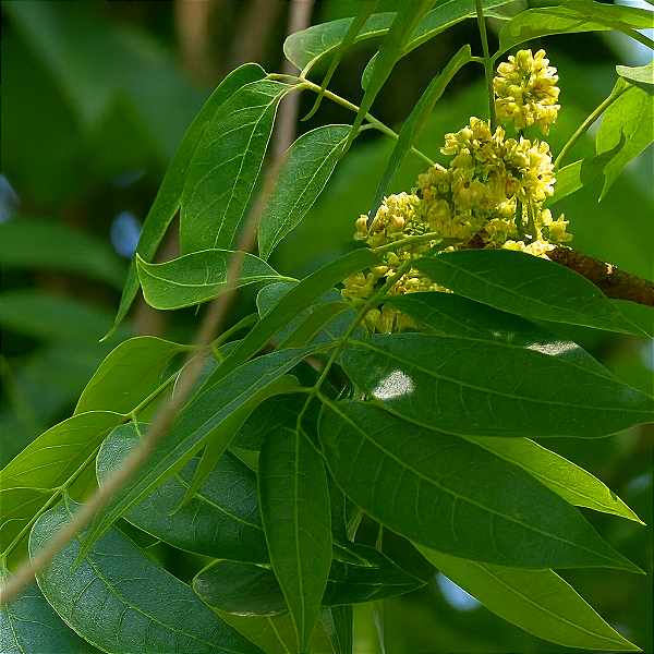 MOGNO BRASILEIRO (Swietenia macrophylla) - Muda com até 1 metro