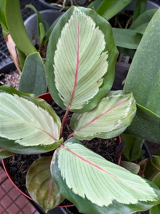 MARANTA ou Calathea Saturno - Pote 12