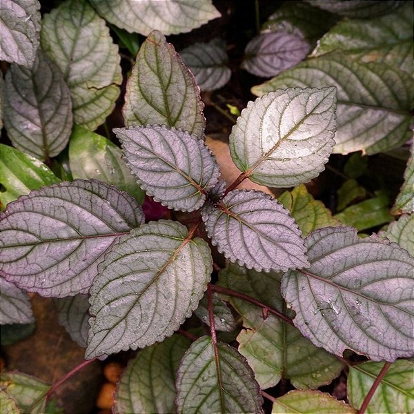 HEMIGRAFIS ROXA (Hemigraphis alternata)