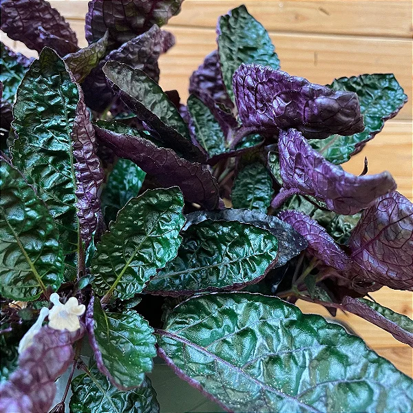 HEMIGRAFIS CRESPA (Hemigraphis alternata 'Exotica')