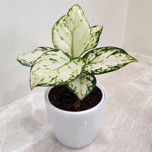 Aglaonema Branca 'White Joy' (Aglaonema commutatum) - Pote 12