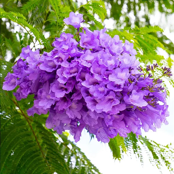 JACARANDÁ MIMOSO (Jacaranda mimosifolia) - Muda com até 1 metro