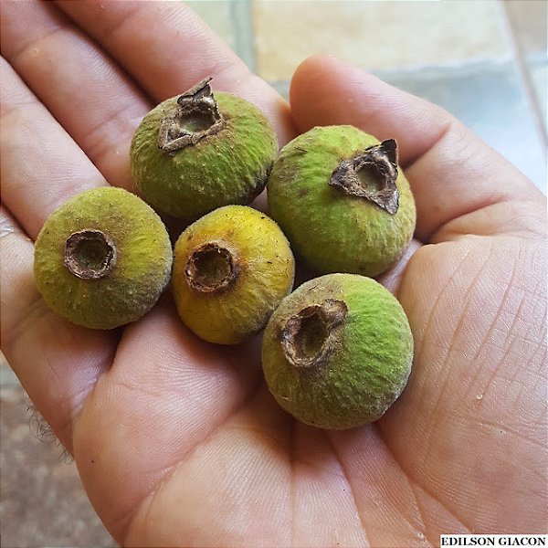 SETE CAPOTES (Campomanesia guazumifolia) - Muda com até 60 cm