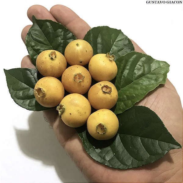 GUABIROBA AMARELA DO LITORAL ou GUAVIRA (Campomanesia xanthocarpa var. litoralis) - Muda com até 60 cm