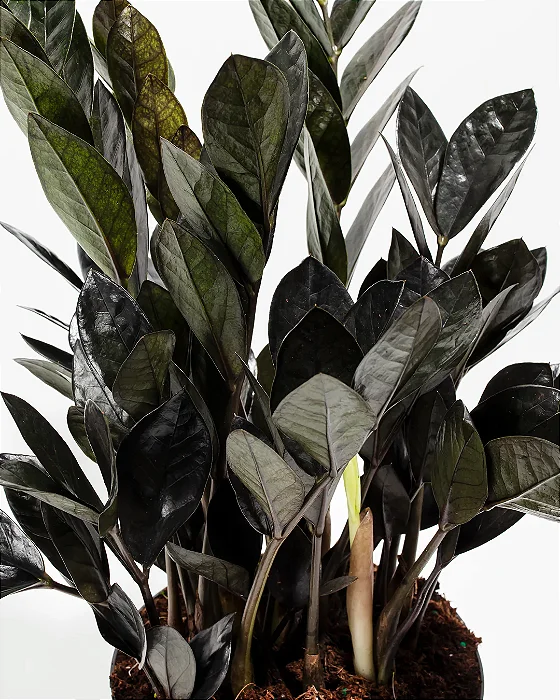 ZAMIOCULCA PRETA DOWON (Zamioculcas zamiifolia ‘Black Dowon’) - Pote 18