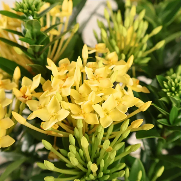 IXÓRA AMARELA MINI ou MIDI (Ixora coccinea)