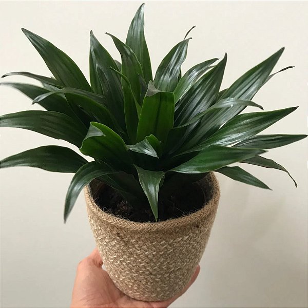 DRACENA COMPACTA (Dracaena deremensis Compacta) - Pote 17