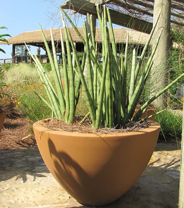 LANÇA DE SÃO JORGE (Sansevieria cylindrica) - Pote 24
