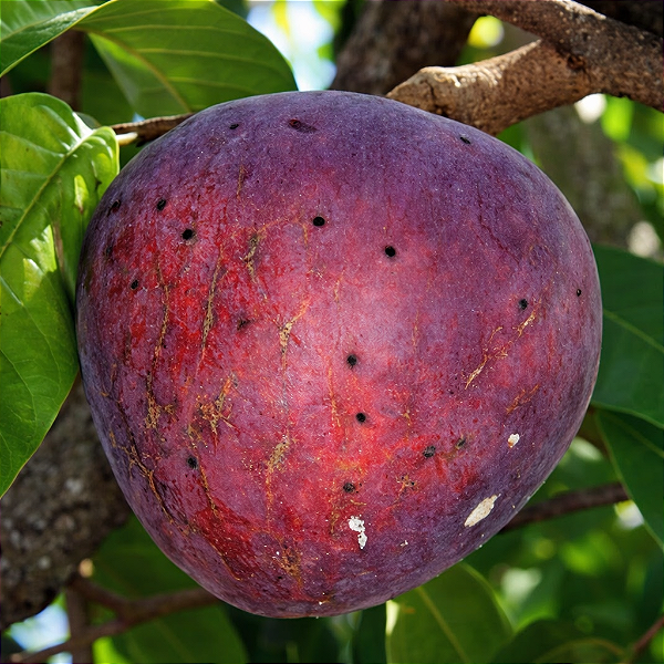 PINHA VERMELHA (Annona reticulata "Red") - Muda Enxertada com até 1 metro