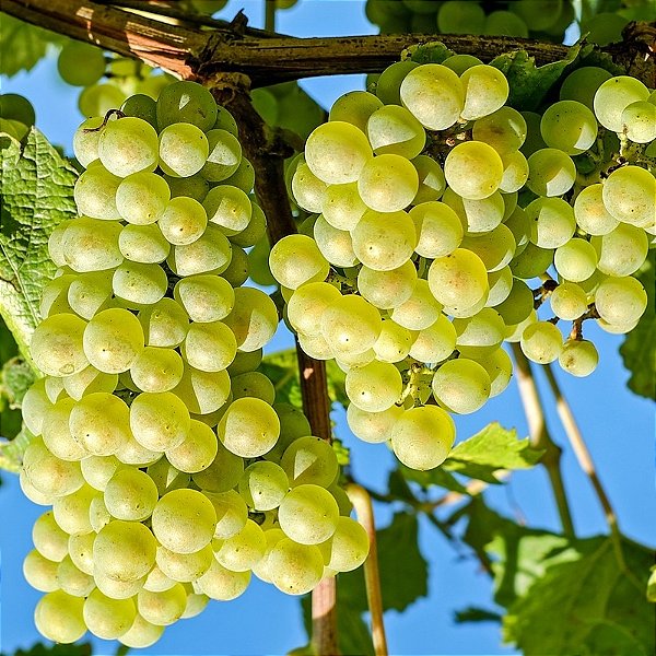 UVA NIAGARA BRANCA (Vitis labrusca) - Muda Enxertada com até 1 metro