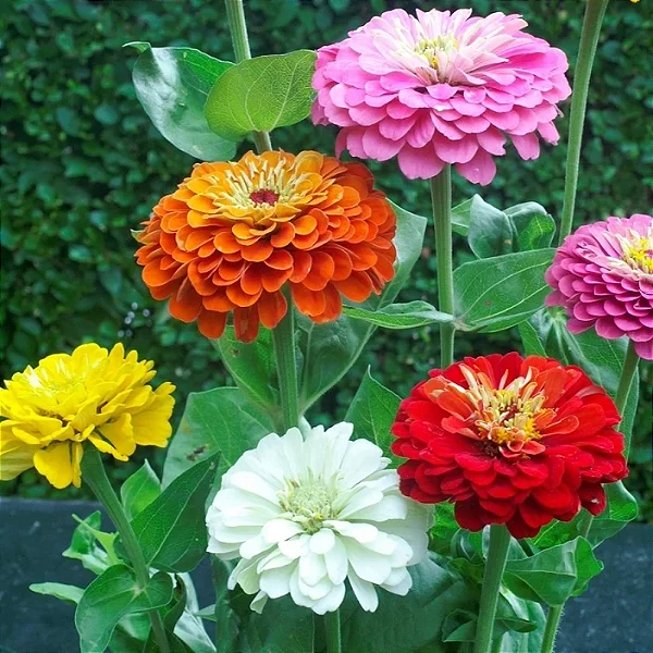 ZINNIA GIGANTE (Zinnia elegans) - Pote 11